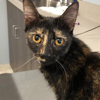 Andromeda -  Domestic Short Hair Cat for Adoption in Oak Park, Illinois - Andromeda | PetCurious