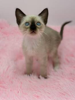 Loading... -  Siamese Cat for Adoption in Covington, Louisiana - Loading... | PetCurious