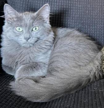 American Curl and British Longhair Cats Available for Adoption in Haddam, Connecticut - Kona | PetCurious