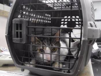 EVAN -  Domestic Short Hair Cat for Adoption in Omaha, Nebraska - EVAN | PetCurious