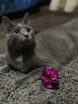 Rescue Russian Blue and Domestic Short Hair Cats for Adoption in Mount Laurel Township, New Jersey - Zuul Silver | PetCurious