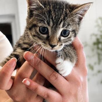 VERITY -  Domestic Medium Hair Cat for Adoption in Cranston, Rhode Island - VERITY | PetCurious