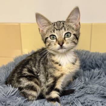 Karma -  Domestic Short Hair Cat for Adoption in East Hampton, New York - Karma | PetCurious