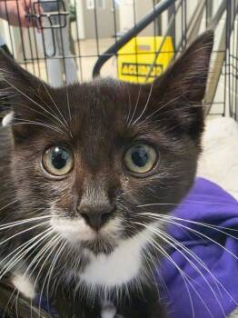Wallflower -  Domestic Short Hair Cat for Adoption in Cincinnati, Ohio - Wallflower | PetCurious