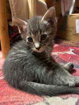 Blueberry Cobbler -  Domestic Short Hair Cat for Adoption in Bayonne, New Jersey - Blueberry Cobbler | PetCurious