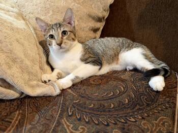 Freckles -  Domestic Short Hair Cat for Adoption in Alexandria, Louisiana - Freckles | PetCurious