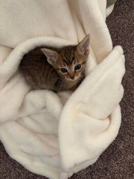 Rescue Domestic Short Hair Cats for Adoption in Davis, California - Toad | PetCurious