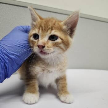 Cider -  Domestic Short Hair Cat for Adoption in Tampa, Florida - Cider | PetCurious