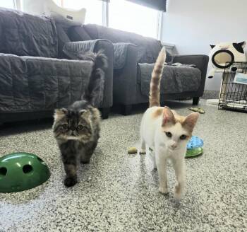 Reggie and Gene -  Persian Cat for Adoption in Blaine, Minnesota - Reggie And Gene | PetCurious