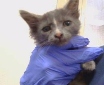REBEL -  Domestic Short Hair Cat for Adoption in Sacramento, California - REBEL | PetCurious