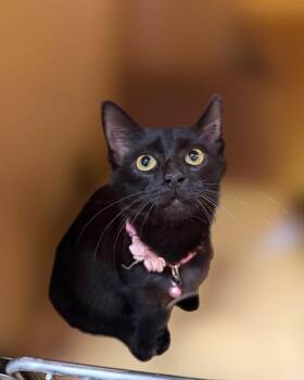 Margarita -  Domestic Short Hair Cat for Adoption in Cleveland, Ohio - Margarita | PetCurious