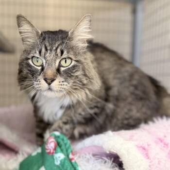 Goose -  Domestic Long Hair Cat for Adoption in Medford, Oregon - Goose | PetCurious