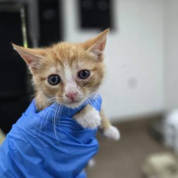 Pencil -  Domestic Short Hair Cat for Adoption in Incline Village, Nevada - Pencil | PetCurious