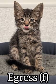 Egress -  Domestic Short Hair Cat Available for Adoption in Chilliwack, British Columbia - Egress | PetCurious