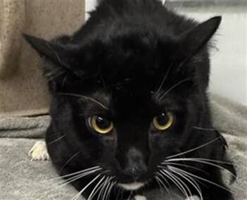 A887271 -  Domestic Short Hair Cat for Adoption in Camarillo, California - A887271 | PetCurious