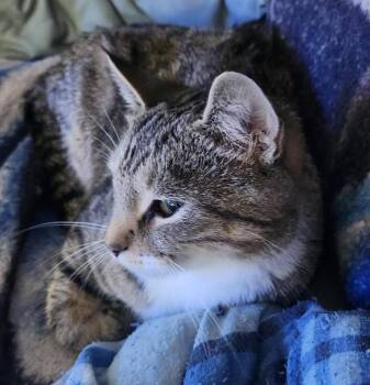 Rescue Tabby Cats for Adoption in Beckley, West Virginia - Star | PetCurious