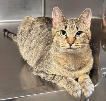 Rescue Domestic Short Hair Cats for Adoption in Kearneysville, West Virginia - Muffy | PetCurious