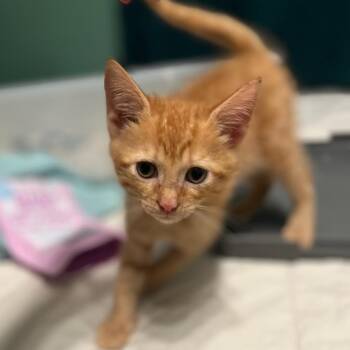 Undying Legion -  Domestic Short Hair Cat for Adoption in Fredericksburg, Virginia - Undying Legion | PetCurious