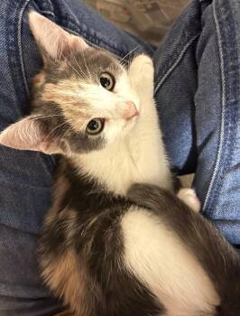 Rescue Calico Cats for Adoption in Goshen, Indiana - Daisy | PetCurious