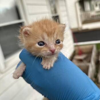 Domestic Short Hair Cats Available for Adoption in Indianapolis, Indiana - Louie | PetCurious