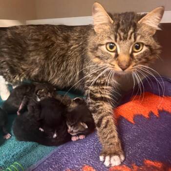 Domestic Medium Hair Cats Available for Adoption in Wheeling, Illinois - Angel Face | PetCurious