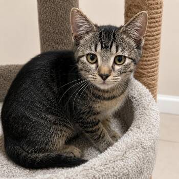 Elodie -  Domestic Medium Hair and Tabby Cat for Adoption in Hillsboro, Texas - Elodie | PetCurious