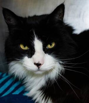 RIZZO -  Domestic Long Hair Cat for Adoption in Boston, Massachusetts - RIZZO | PetCurious