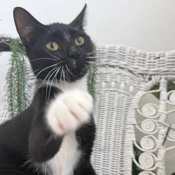 Cinder-Ella 56407 -  Domestic Short Hair Cat for Adoption in Eaton Rapids, Michigan - Cinder-Ella 56407 | PetCurious