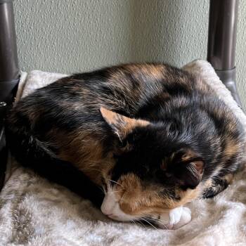 PRAWN -  Domestic Short Hair Cat for Adoption in Kyle, Texas - PRAWN | PetCurious