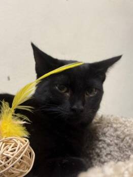 Arizona -  Domestic Short Hair Cat for Adoption in Phoenix, Arizona - Arizona | PetCurious