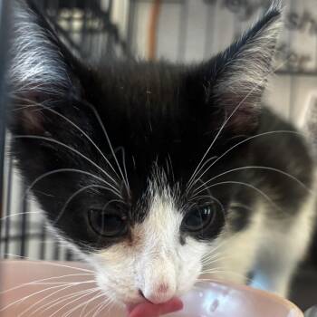 Cosmic -  Domestic Short Hair Cat for Adoption in Bentonville, Arkansas - Cosmic | PetCurious