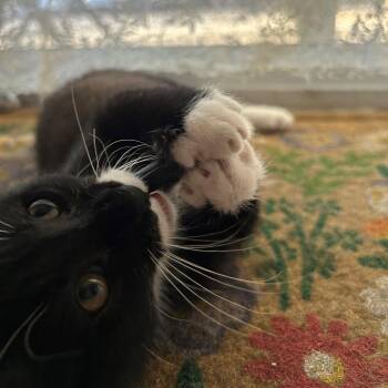 Domestic Short Hair Cats Available for Adoption in Phoenix, Arizona - Lenny | PetCurious