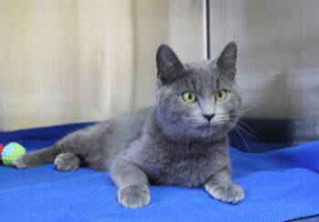 Domestic Medium Hair Cats Available for Adoption - Zoro - 43067 | PetCurious