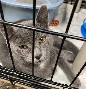 Domestic Short Hair Cats Available for Adoption - Ben And Jerry | PetCurious