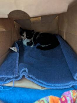 MISS K -  Domestic Short Hair Cat for Adoption in Loveland, Colorado - MISS K | PetCurious
