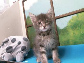 Domestic Long Hair and Domestic Short Hair Cats Available for Adoption in Houston, Texas - SARGE | PetCurious