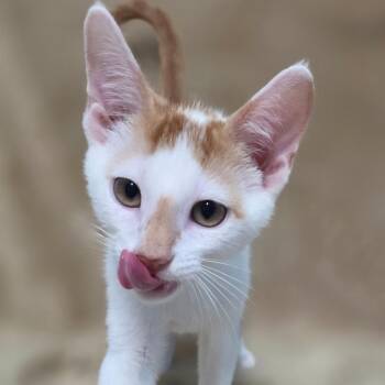 Peaches -  Domestic Short Hair Cat for Adoption in Wiggins, Mississippi - Peaches | PetCurious