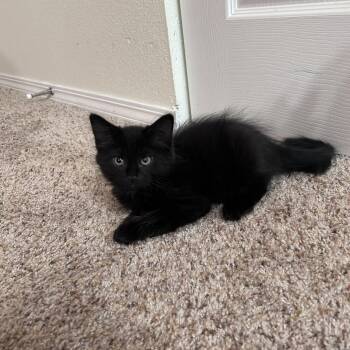 Thunder -  Domestic Short Hair Cat for Adoption in Portland, Oregon - Thunder | PetCurious