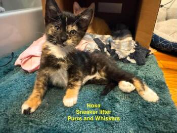 Hoka -  Domestic Short Hair Cat for Adoption in New Hartford, New York - Hoka | PetCurious