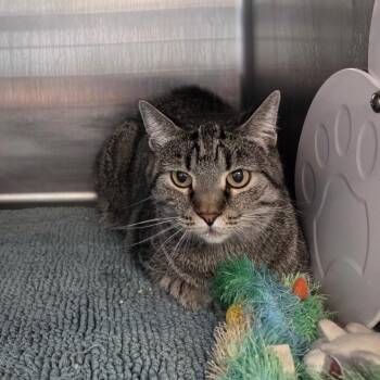 Domestic Short Hair and Mixed Breed Cats Available for Adoption in Port Charlotte, Florida - Razzy | PetCurious