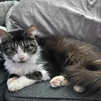 Camile -  Domestic Medium Hair Cat for Adoption in Harrisonburg, Virginia - Camile | PetCurious