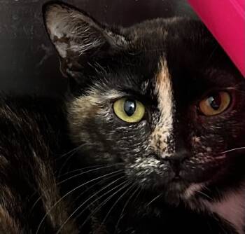 Rescue Domestic Short Hair Cats for Adoption in Grand Junction, Colorado - Spicy Snickers | PetCurious