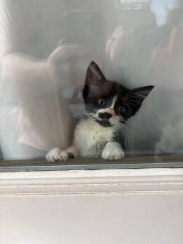 Norway -  Domestic Short Hair Cat for Adoption in Orlando, Florida - Norway | PetCurious
