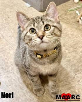Nori -  Domestic Short Hair Cat for Adoption in Maryville, Tennessee - Nori | PetCurious
