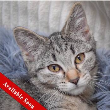 Andi -  Tabby and Domestic Short Hair Cat for Adoption in Huntley, Illinois - Andi | PetCurious