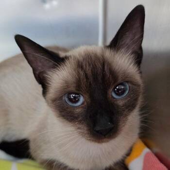 Nefertiti -  Domestic Short Hair Cat for Adoption in New Castle, Delaware - Nefertiti | PetCurious