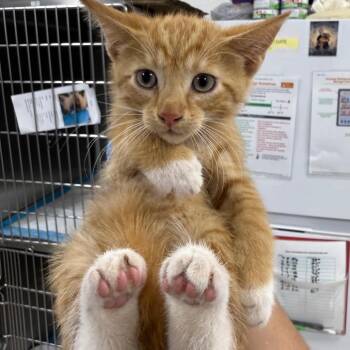 Nestle -  Domestic Short Hair Cat for Adoption in Newark, New Jersey - Nestle | PetCurious