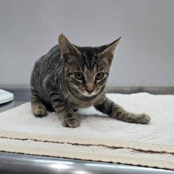 Gatsby -  Domestic Short Hair Cat for Adoption in Fairmont, West Virginia - Gatsby | PetCurious