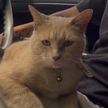 Gigi - The Purrfect Cuddler -  Tabby and American Shorthair Cat Available for Adoption in Carolina, Carolina - Gigi - The Purrfect Cuddler | PetCurious