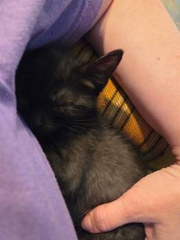 GO FAST -  Domestic Short Hair Cat for Adoption in West Valley City, Utah - GO FAST | PetCurious